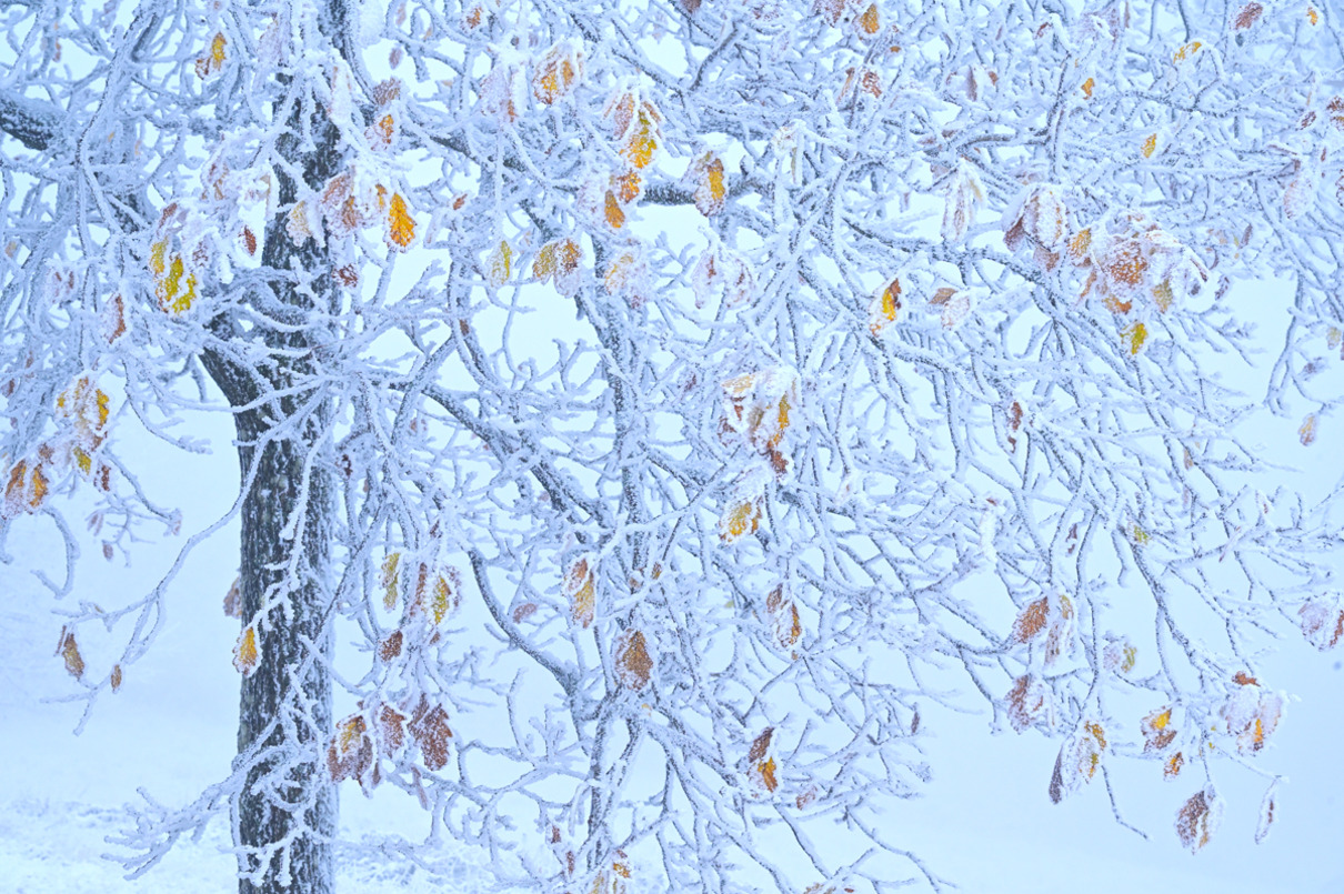 Bernd Liedtke - Letzte Farben im Frost - 6. Platz