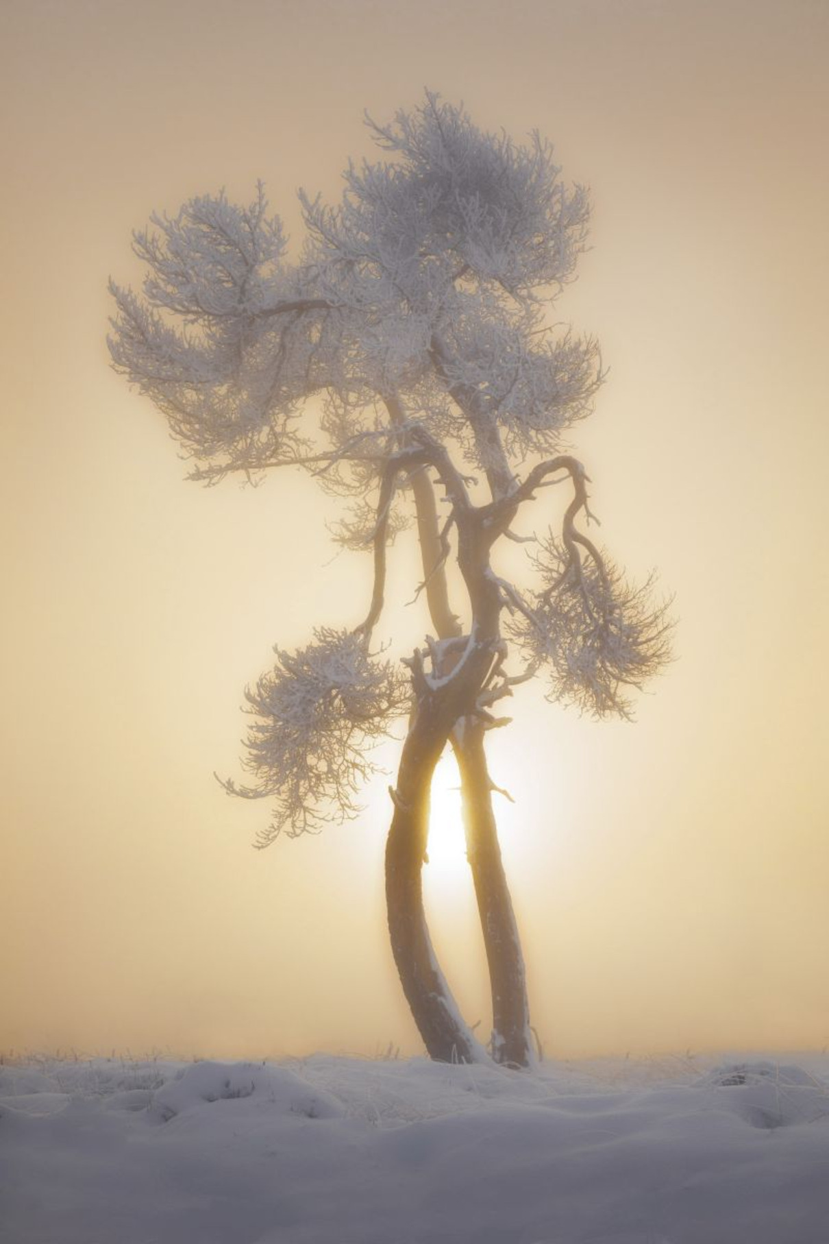 Markus van Hauten - Dancing Ents - 3. Platz