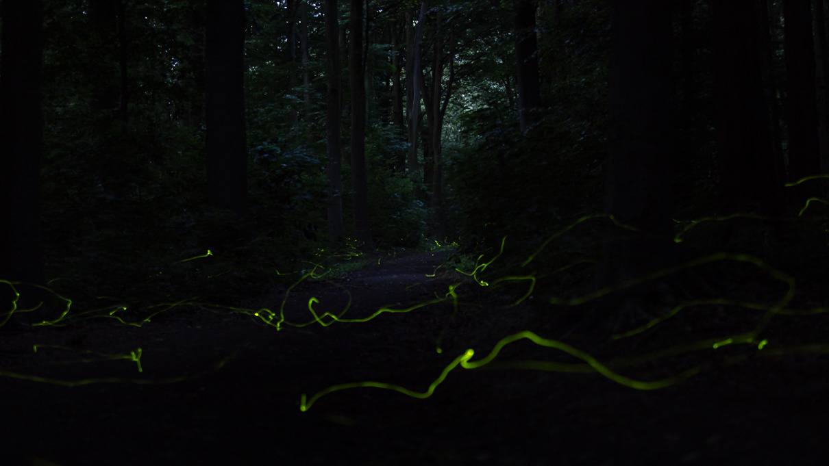 Vera Weber Der Weg der Gluehwuermchen Platz 10