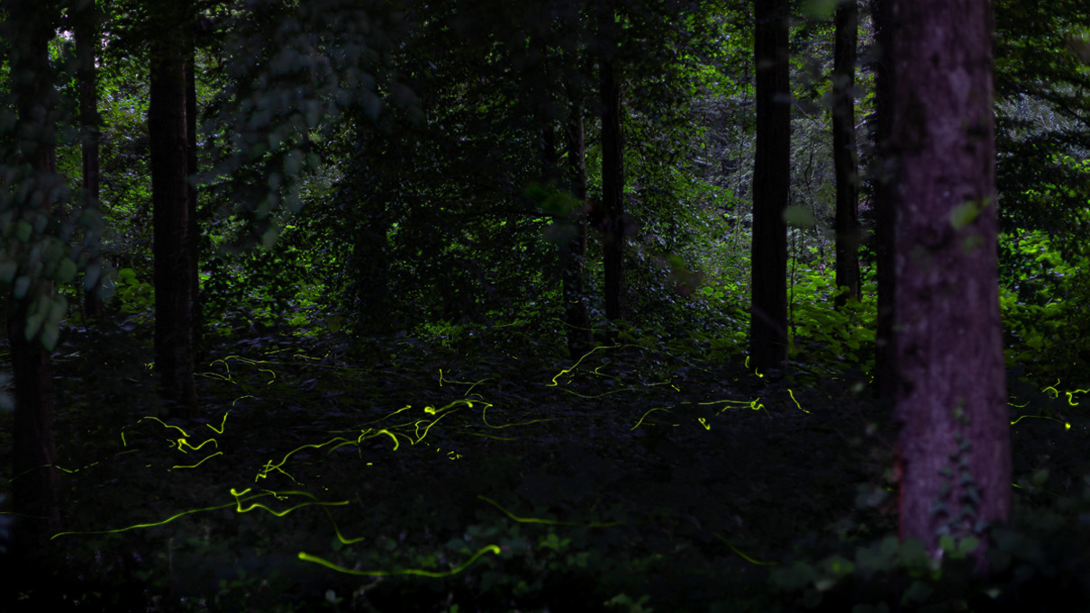 Christoph Rzitka Leuchten im Wald Platz 20